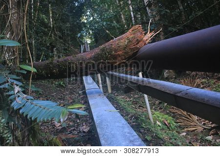 Close Up Of A Large Tree That Felt Down On A Oil Pipe In The Middle Of Tropical Rainforest