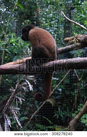 A Juvenile Woolly Monkey In Captivity Sitting On A Branch Shwooing The Tycical Curled Tail
