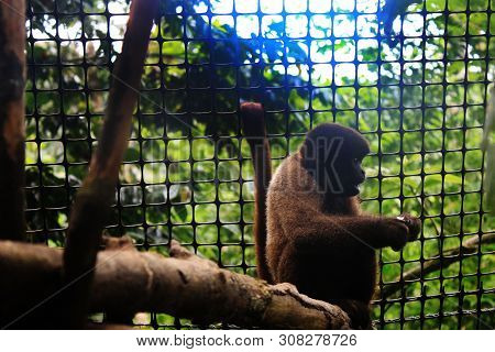 A Juvenile Woolly Monkey Sitting Next To The Fencing
