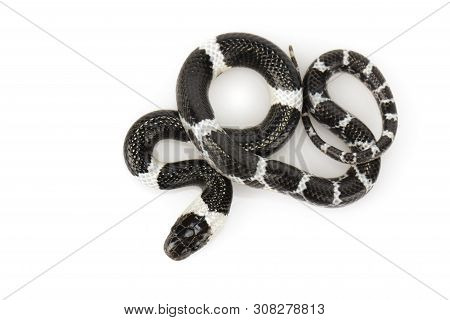 Image Of Little Snake (lycodon Laoensis) On White Background., Reptile,. Animals