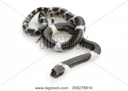 Image Of Little Snake (lycodon Laoensis) On White Background., Reptile,. Animals