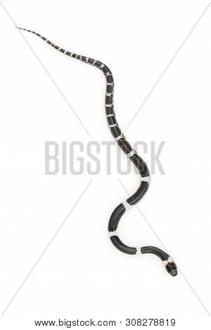 Image Of Little Snake (lycodon Laoensis) On White Background., Reptile,. Animals