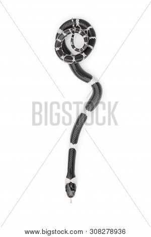 Image Of Little Snake (lycodon Laoensis) On White Background., Reptile,. Animals