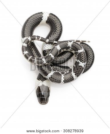 Image Of Little Snake (lycodon Laoensis) On White Background., Reptile,. Animals