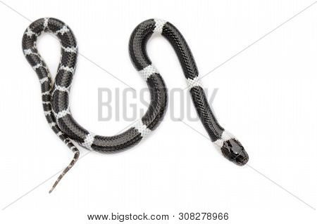 Image Of Little Snake (lycodon Laoensis) On White Background., Reptile,. Animals