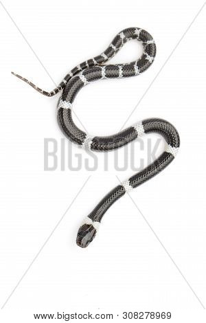 Image Of Little Snake (lycodon Laoensis) On White Background., Reptile,. Animals