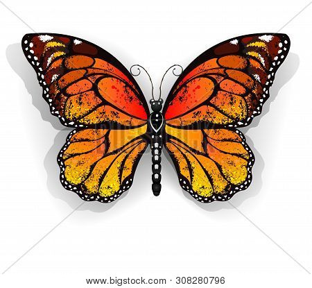 Orange, Realistic Monarch Butterfly On A White Background. Monarch. Design With Butterflies.