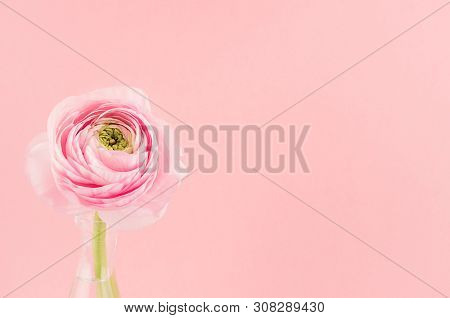 Elegant Cute Pastel Image Photo Free Trial Bigstock