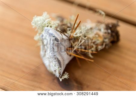 nature, inedible mushrooms and environment concept - hydnellum fungus on wooden background