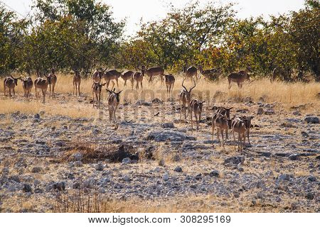 Black-faced Impala, Aepyceros Melampus Petersi In Etosha National Park, Namibia.