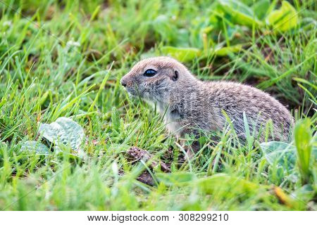 Mountain Caucasian Gopher Or Spermophilus Musicus In Grass In Russia.