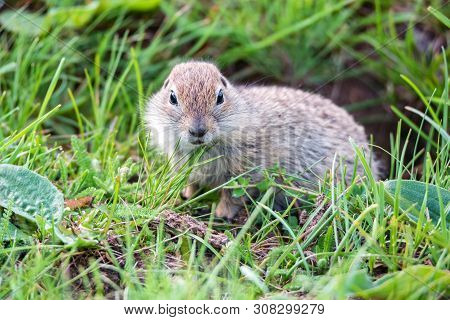 Mountain Caucasian Gopher Or Spermophilus Musicus In Grass In Russia.