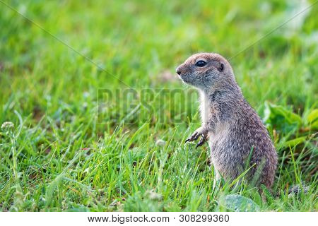 Mountain Caucasian Gopher Or Spermophilus Musicus In Grass In Russia.