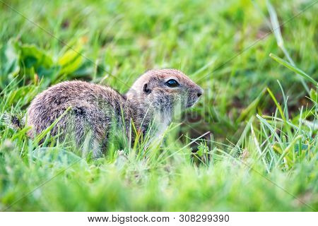 Mountain Caucasian Gopher Or Spermophilus Musicus In Grass In Russia.