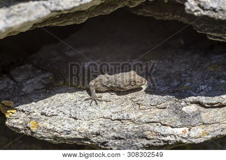 Kotschy's Gecko (mediodactylus Kotschyi ) Sitting On A Stones Close-up In A Sunny Day