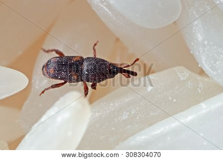 Macro Photography Of Rice Weevil Or Sitophilus Oryzae On Raw Rice
