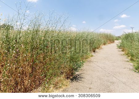 The Path Leading Through The Bushes With Flowers To The Volcanic Mountains Above The Ayit Waterfall 
