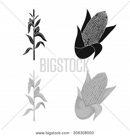 Vector Illustration Of Cornfield And Vegetable Icon. Collection Of Cornfield And Vegetarian Stock Ve