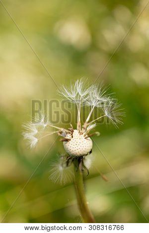 Close-up Head Of Almost  Flown Dandelion On Blurred Green Background.