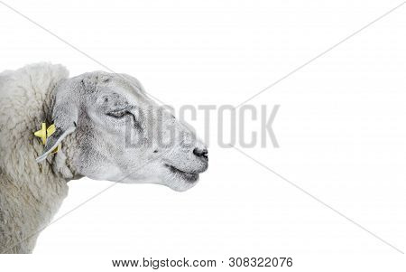 Sheep Portrait Close Up. Beauriful Young Furry Sheep Isolated On White Background. Farm Animals.
