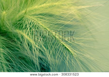 Close-up Ears Of Foxtail Barley. Hordeum Jubatum. Spectacular Background. Toned Photo, Soft Focus.