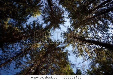 The trunks of trees in the spruce forest. Bottom up view. Autumn sunny day. Natural abstraction from branches