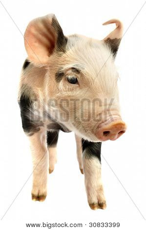 Schwein Baby Ferkel