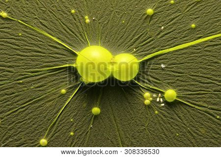 Cyanobacteria, also known as Cyanophyta on water surface.  Can produce neurotoxins a other toxins.   Algal blooms, which can become a danger to humans and animals.