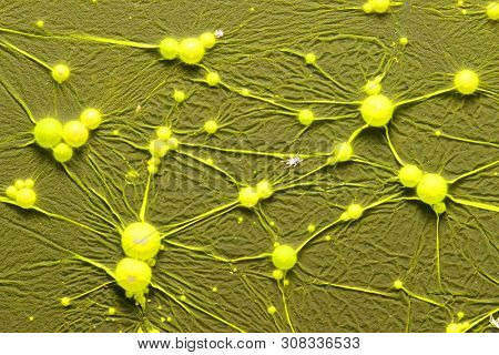 Cyanobacteria, also known as Cyanophyta on water surface.  Can produce neurotoxins a other toxins.   Algal blooms, which can become a danger to humans and animals.