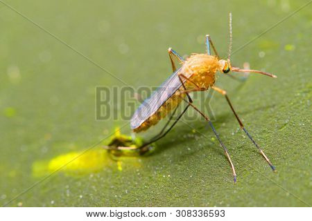 Young Anopheles mosquito drying wings on swamp surface. Dangerous pest, vehicle of zika, dengue, chikungunya, malaria and other infections.  Insect closeup. 