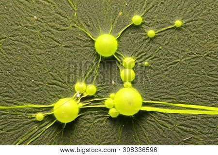 Cyanobacteria, also known as Cyanophyta on water surface.  Can produce neurotoxins a other toxins.   Algal blooms, which can become a danger to humans and animals.