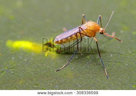 Young Anopheles mosquito drying wings on swamp surface. Dangerous pest, vehicle of zika, dengue, chikungunya, malaria and other infections.  Insect closeup. 