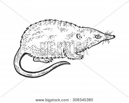Russian Desman Animal Sketch Engraving Vector Illustration. Isolated Image On White Background. Scra