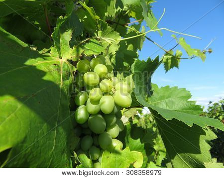 Vineyard In Summer, Green Bunch Of White Grapes Growing On Blue Sky Background. Rural Landscape With