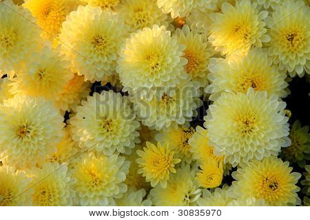Jardin de fleurs blanc jaune