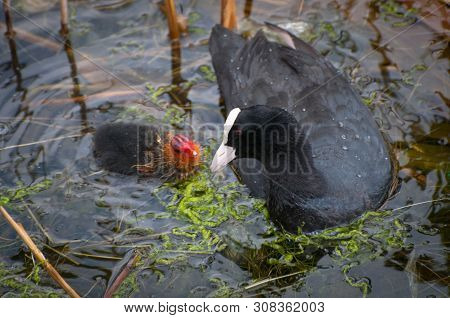 The Eurasian Coot (fulica Atra) With A Newborn Chicks