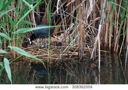 The Eurasian Coot, Fulica Atra, Also Known As Coot Breeding On Its Nest