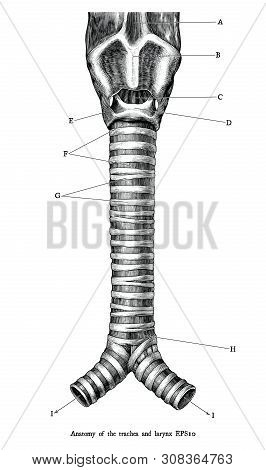 Antique Engraving Illustration Of Human Anatomy Of The Trachea And Larynx Black And White Clip Art I
