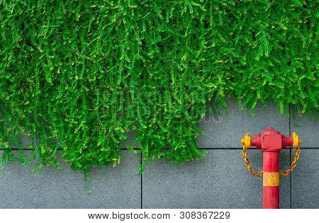 Fire Safety Pump On Texture Background Of Green Leaves Of Ivy Hanging On Gray Concrete Wall In The C