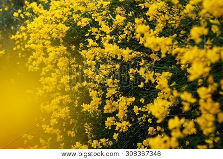 Drok, Shrub With Yellow Flowers, Yellow Flowers On The Whole Frame,