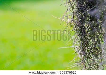 Close-up Of Air Plant Tillandsia Usneoides Plant Or Spanish Moss  Or Dendropogon Usneoides Green Pla