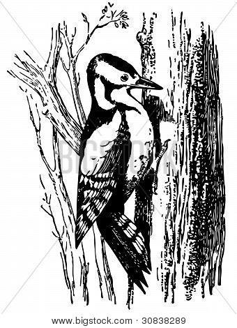 Woodpecker (suuri Dryobates)