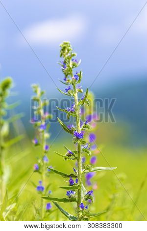 A Blue Flowers Of Blueweed (echium Vulgare) On The Meadow Background