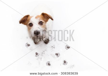 Isolated Dirty Jack Russell Dog, After Play In A Mud Puddle With Paw Prints  Against  White Backgrou