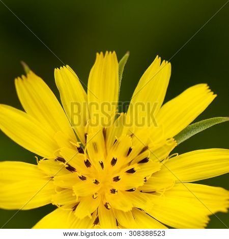 Beautiful Bright Yellow Flower Crepis Blooming In A Summer Field Or In A Meadow