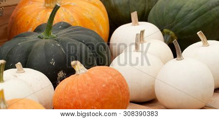 Harvest Of Ripe Pumpkins Of Different Colors And Sizes With A Beautiful Texture
