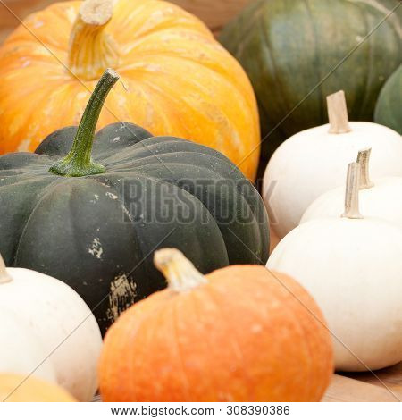 Harvest Of Ripe Pumpkins Of Different Colors And Sizes With A Beautiful Texture