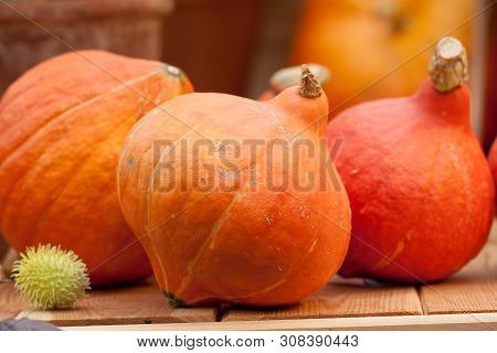 Several Beautiful Orange Pumpkins Lie On A Wooden Table
