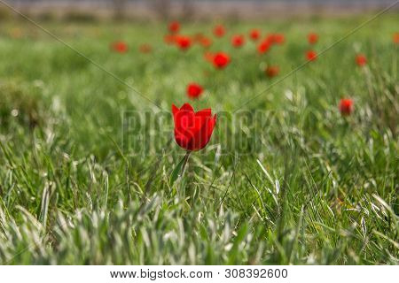 The Picturesque Spring Flowering Of Wild Dwarf Tulips In The Kalmyk Steppes.