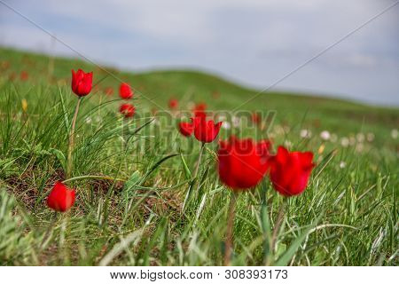 The Picturesque Spring Flowering Of Wild Dwarf Tulips In The Kalmyk Steppes.